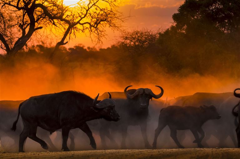 Erleben Sie Afrika hautnah ©GavinD/istock